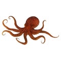 Old Octopus Digital Art By Winters860 Isolated, Transparent Background Royalty Free Stock Photo