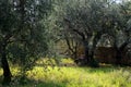 Old olive garden in Italy Royalty Free Stock Photo