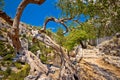 Old olive tees in Pustinja Blaca hermitage Royalty Free Stock Photo