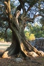 Old olive tree Royalty Free Stock Photo