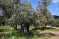 Old Olive Tree Royalty Free Stock Photo