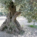 Old olive tree Royalty Free Stock Photo