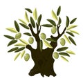 Old olive tree Royalty Free Stock Photo