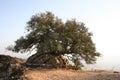 Old olive-tree