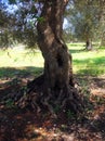 Old olive tree Royalty Free Stock Photo