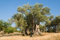 Old olive tree Royalty Free Stock Photo