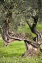 Old olive tree Royalty Free Stock Photo