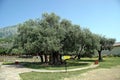 Old olive tree Royalty Free Stock Photo