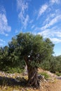Old olive tree on a background of the blue sky. Royalty Free Stock Photo