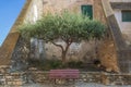 Old olive tree and bench in italian town Royalty Free Stock Photo