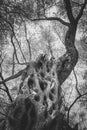 Old olive tree in black and white Royalty Free Stock Photo