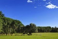 Old olive tree on Brijuni islands Royalty Free Stock Photo