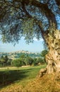 Old olive tree in Cagnes-sur-Mer Royalty Free Stock Photo