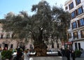 Old olive tree in the center of Palma de Mallorca