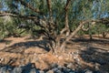 The old olive tree in the morning Royalty Free Stock Photo