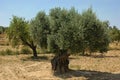 Old olive tree on a farm in Spain Royalty Free Stock Photo