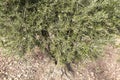 Old olive tree with fruits Royalty Free Stock Photo