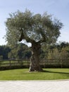 Old Olive Tree Royalty Free Stock Photo