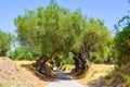 The olive grove. Royalty Free Stock Photo