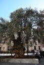 Old olive tree in the center of Palma de Mallorca
