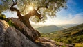 Old Olive Tree and Landscape with Olive Orchards - Generative Ai Royalty Free Stock Photo