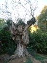 Old Olive Tree Royalty Free Stock Photo