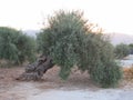 Old Olive Tree Royalty Free Stock Photo