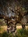 Old olive tree Royalty Free Stock Photo