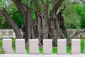 Old olive tree in Mirovica, Bar, Montenegro Royalty Free Stock Photo