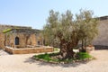 Old olive tree Royalty Free Stock Photo