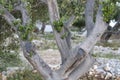 Olive tree in garden