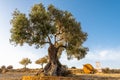 An old olive tree next to the Concordia Temple in Agrigento, Sicily Royalty Free Stock Photo