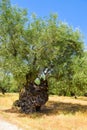 The old olive tree. Royalty Free Stock Photo
