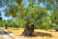 The old olive tree. Royalty Free Stock Photo