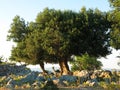 Old olive tree on Pag island Royalty Free Stock Photo