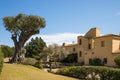 Old olive tree on sardinia island with typical architecture