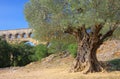 Pont du Gard Royalty Free Stock Photo