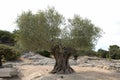 Old olive tree Royalty Free Stock Photo