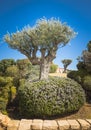 Old olive tree on sardinia island