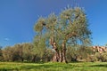Old olive tree in Seggiano, Grosseto, Tuscany, Italy