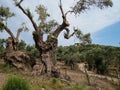 Old olive tree with the sign Deia, hiking route in Mallorca