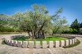 Old olive tree Stara Maslina wich is more than 2000 years old in Montenegro Royalty Free Stock Photo