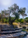 Old olive tree and stone staircase in the archeological park Ayalon. Israel Royalty Free Stock Photo