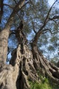 Old olive tree Royalty Free Stock Photo