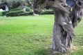 Old olive tree trunk Royalty Free Stock Photo