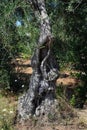 Old Olive tree trunk Royalty Free Stock Photo