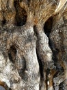 Old olive tree trunk Royalty Free Stock Photo