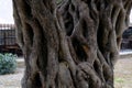 Old olive tree trunk closeup Royalty Free Stock Photo