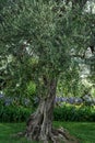 Old olive tree trunk in the park, roots and branches Royalty Free Stock Photo