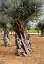 Old olive tree trunk Royalty Free Stock Photo